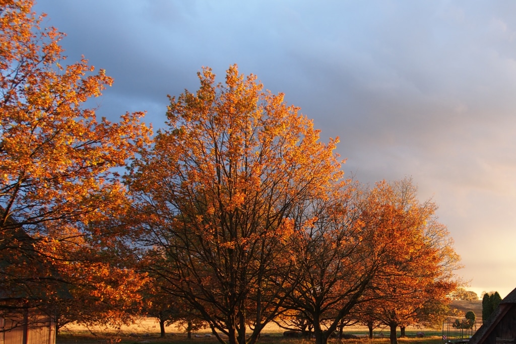 Bäume mit Herbstlaub | VNP Stiftung Naturschutzpark Lüneburger Heide
