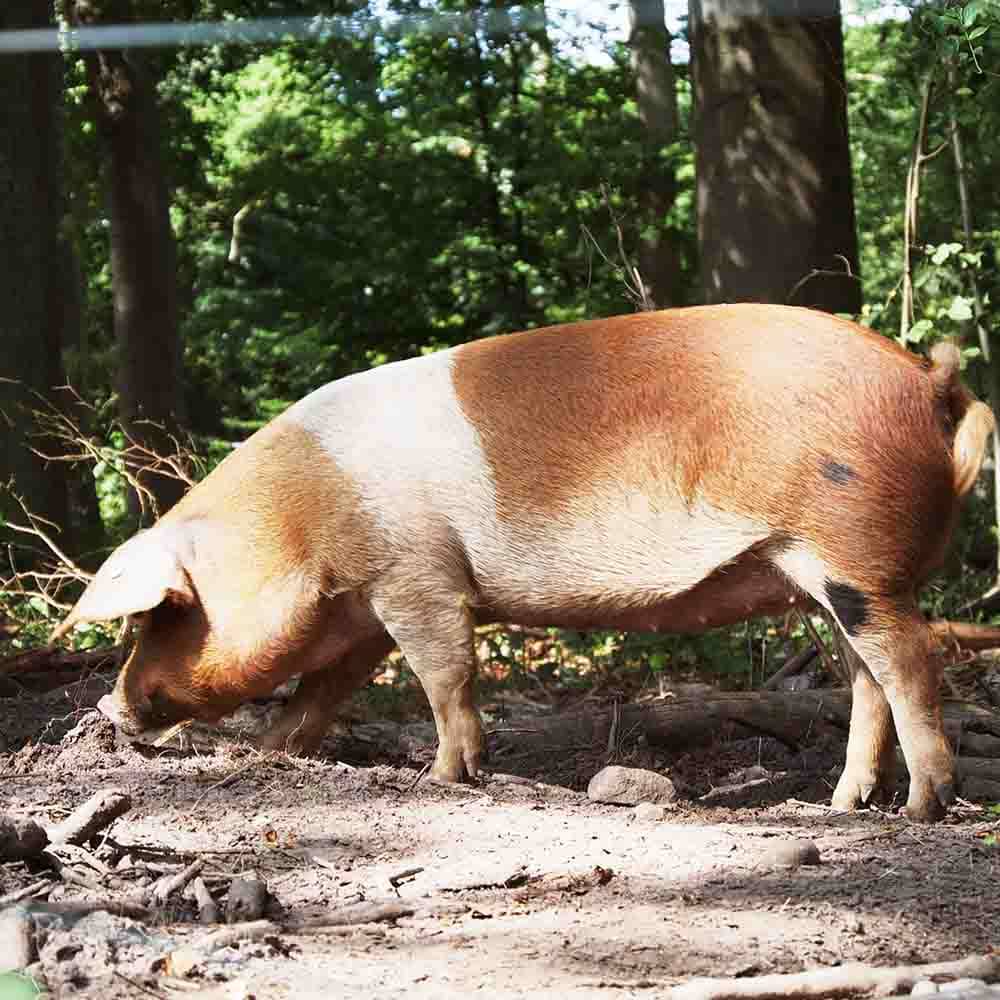 Heidländer Produkte: Rotbuntes Husumer Hausschwein | VNP Verein Naturschutzpark